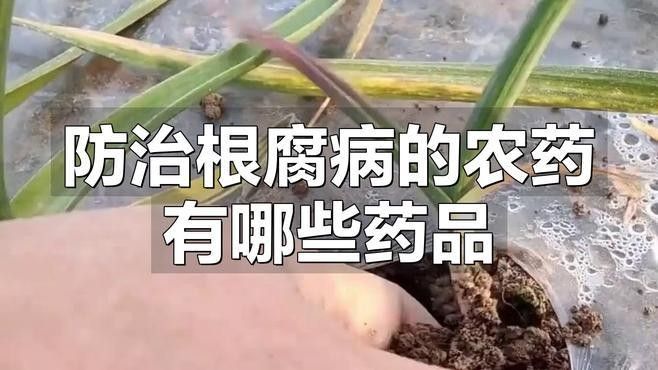 如何防治龍眼根腐病？：老農談三農防治根腐病的農藥有哪些綜合防治措施
