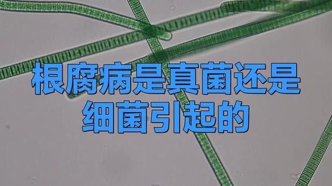 如何防治龍眼根腐病？：老農談三農防治根腐病的農藥有哪些綜合防治措施