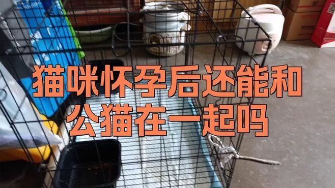 懷孕母貓何時應該分籠：懷孕母貓與幼崽分籠時機和注意事項