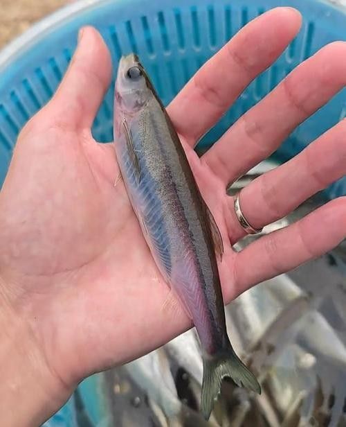 白紫龍魚的市場價格波動大嗎？：白紫龍魚市場價格受多重影響四大推手揭開漲價真相