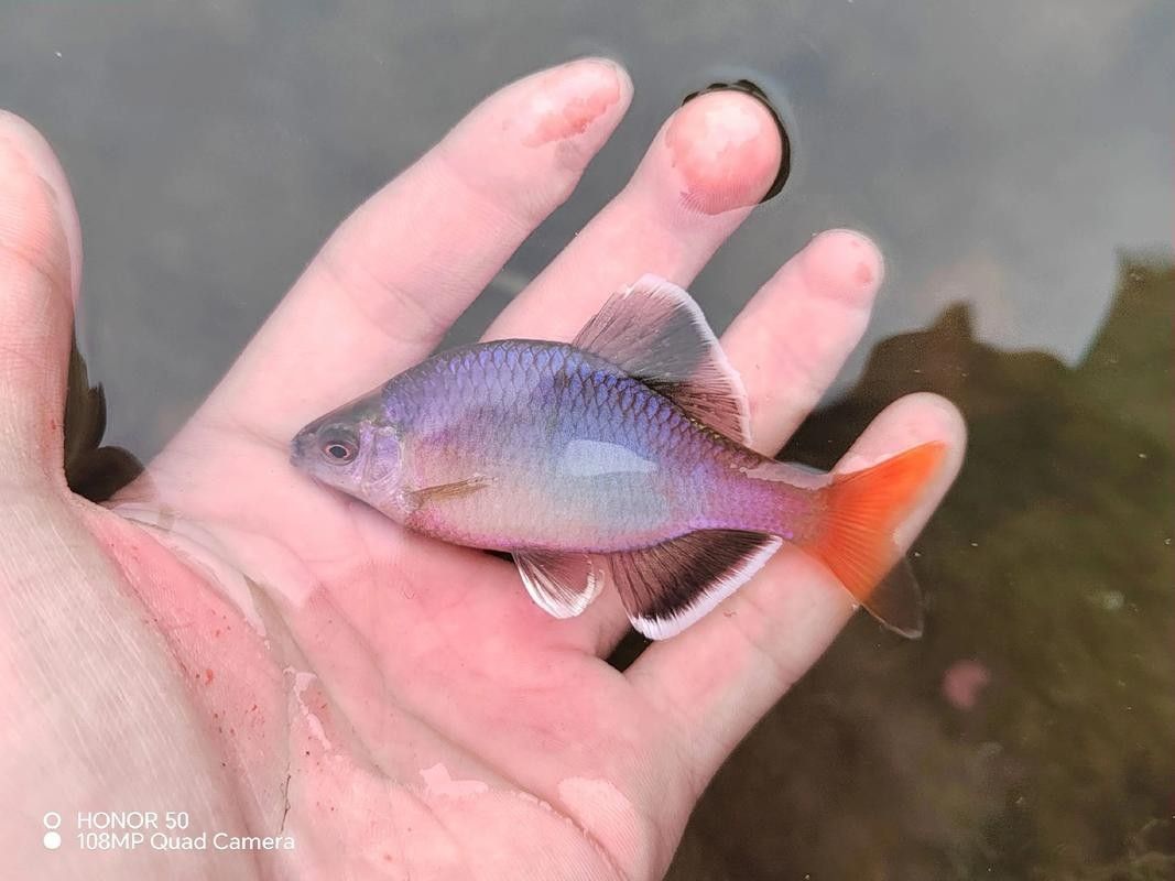 白紫龍魚的市場價格波動大嗎？：白紫龍魚市場價格受多重影響四大推手揭開漲價真相