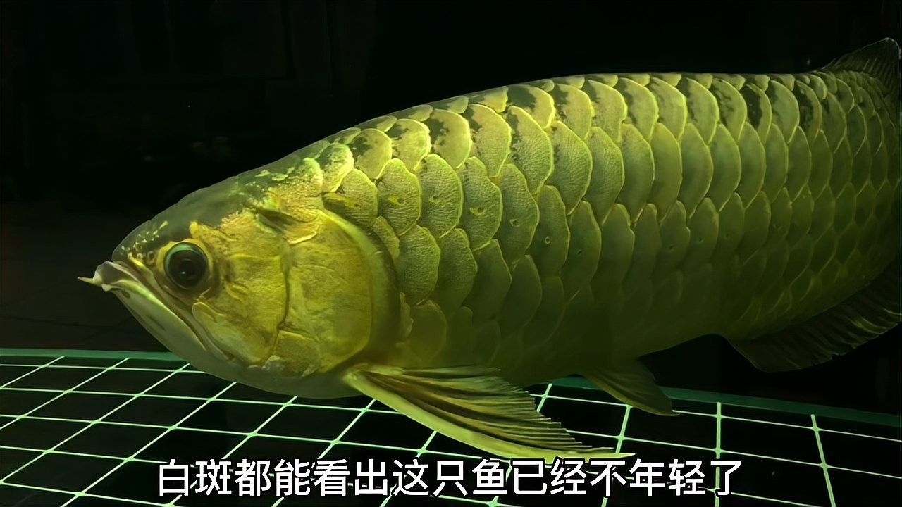 龍魚外寄病會復發嗎？：寵物晨曦微光：龍魚外寄病復發多與飼養管理不當相關