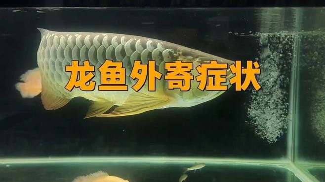 龍魚外寄病會復發嗎？：寵物晨曦微光：龍魚外寄病復發多與飼養管理不當相關