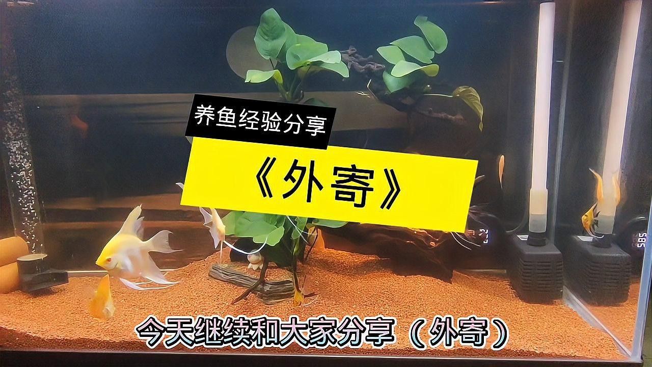 龍魚外寄病會復發嗎？：寵物晨曦微光：龍魚外寄病復發多與飼養管理不當相關