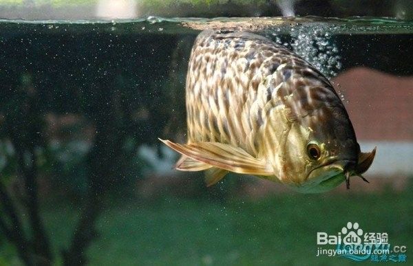 龍魚死后如何土葬：龍魚土葬的步驟和注意事項 龍魚死后如何土葬：龍魚土葬的步驟和注意事項 龍魚百科 第3張