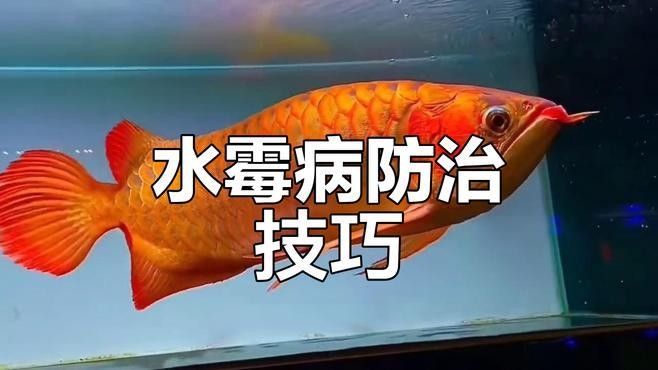 紅龍魚水霉病多久能治好：紅龍魚水霉病的治療方法