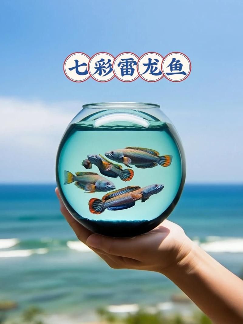 給我一些高清的七彩雷龍魚圖片：七彩雷龍魚的高清圖片資源 給我一些高清的七彩雷龍魚圖片：七彩雷龍魚的高清圖片資源 龍魚百科 第4張