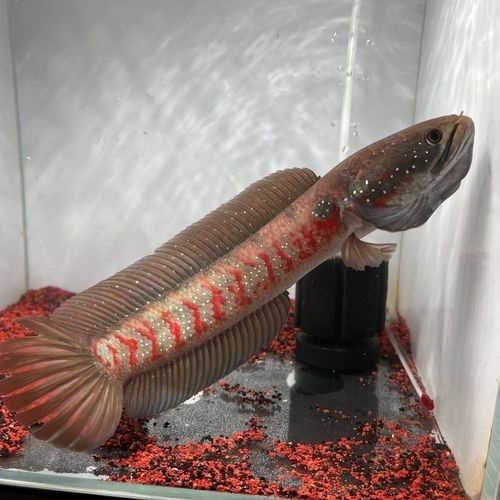 給我一些高清的七彩雷龍魚圖片：七彩雷龍魚的高清圖片資源 給我一些高清的七彩雷龍魚圖片：七彩雷龍魚的高清圖片資源 龍魚百科 第3張