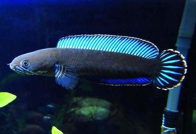 給我一些高清的七彩雷龍魚圖片：七彩雷龍魚的高清圖片資源 給我一些高清的七彩雷龍魚圖片：七彩雷龍魚的高清圖片資源 龍魚百科 第33張