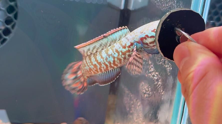 給我一些高清的七彩雷龍魚圖片：七彩雷龍魚的高清圖片資源 給我一些高清的七彩雷龍魚圖片：七彩雷龍魚的高清圖片資源 龍魚百科 第12張