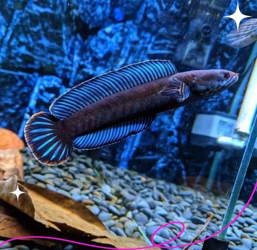 給我一些高清的七彩雷龍魚圖片：七彩雷龍魚的高清圖片資源 給我一些高清的七彩雷龍魚圖片：七彩雷龍魚的高清圖片資源 龍魚百科 第26張