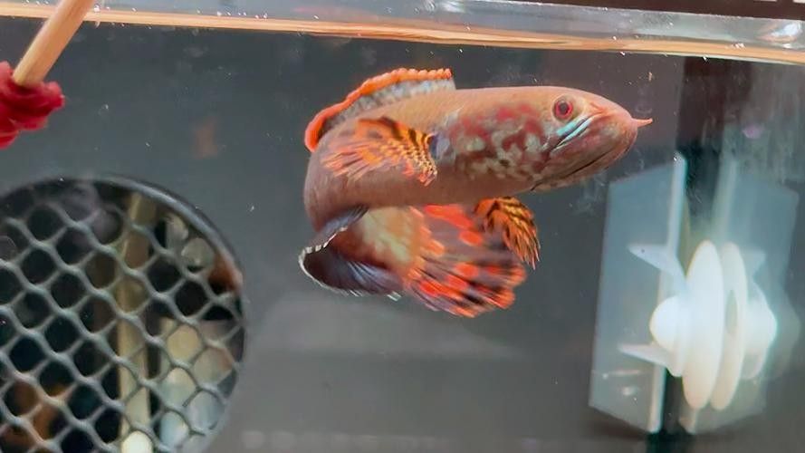 給我一些高清的七彩雷龍魚圖片：七彩雷龍魚的高清圖片資源 給我一些高清的七彩雷龍魚圖片：七彩雷龍魚的高清圖片資源 龍魚百科 第29張