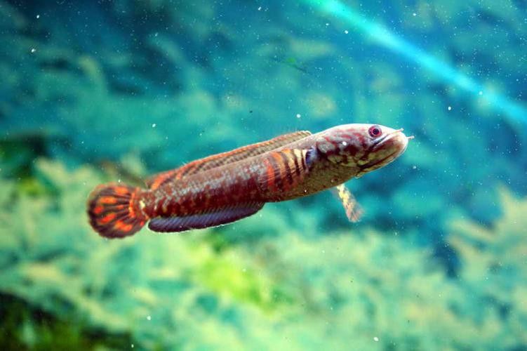 給我一些高清的七彩雷龍魚圖片：七彩雷龍魚的高清圖片資源 給我一些高清的七彩雷龍魚圖片：七彩雷龍魚的高清圖片資源 龍魚百科 第14張