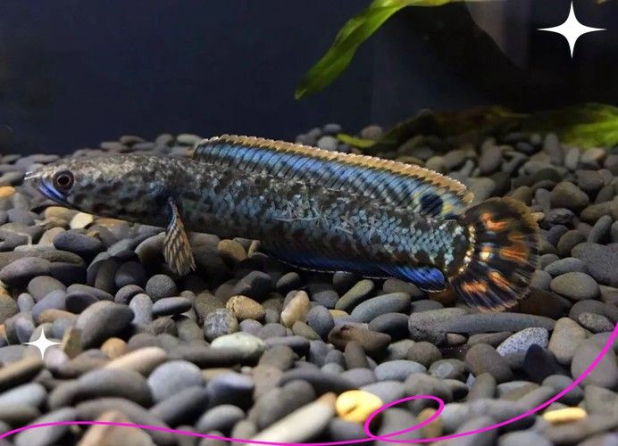 給我一些高清的七彩雷龍魚圖片：七彩雷龍魚的高清圖片資源 給我一些高清的七彩雷龍魚圖片：七彩雷龍魚的高清圖片資源 龍魚百科 第18張