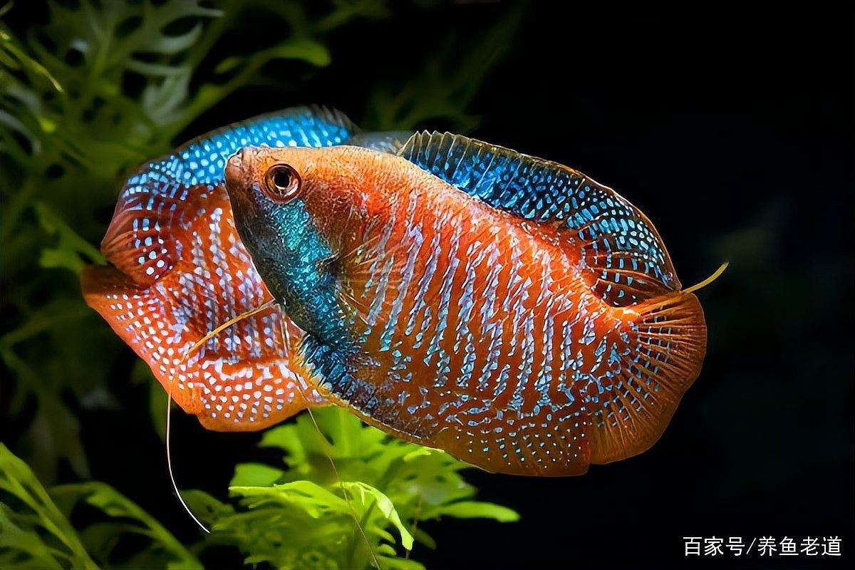 龍魚打架后需要隔離嗎？：魚打架后是否需要隔離 龍魚打架后需要隔離嗎？：魚打架后是否需要隔離 龍魚百科 第8張