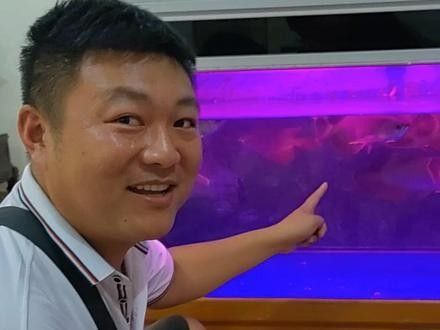 藍底紅龍魚的市場價格走勢如何：藍底紅龍魚價格2688貴嗎廣州龍魚祥龍魚價格2688貴嗎 藍底紅龍魚的市場價格走勢如何：藍底紅龍魚價格2688貴嗎廣州龍魚祥龍魚價格2688貴嗎 龍魚百科 第4張