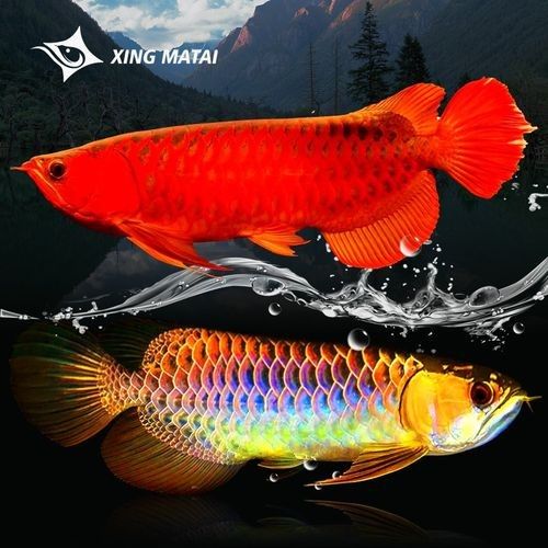 藍底紅龍魚的市場價格走勢如何：藍底紅龍魚價格2688貴嗎廣州龍魚祥龍魚價格2688貴嗎 藍底紅龍魚的市場價格走勢如何：藍底紅龍魚價格2688貴嗎廣州龍魚祥龍魚價格2688貴嗎 龍魚百科 第6張