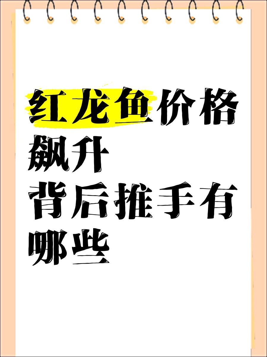 藍底紅龍魚的市場價格走勢如何：藍底紅龍魚價格2688貴嗎廣州龍魚祥龍魚價格2688貴嗎 藍底紅龍魚的市場價格走勢如何：藍底紅龍魚價格2688貴嗎廣州龍魚祥龍魚價格2688貴嗎 龍魚百科 第13張