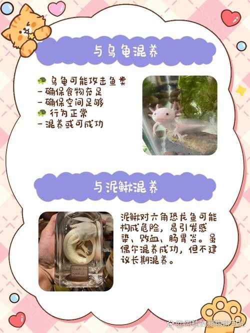 恐龍魚混養的最佳搭配：恐龍魚混養的最佳搭配方法