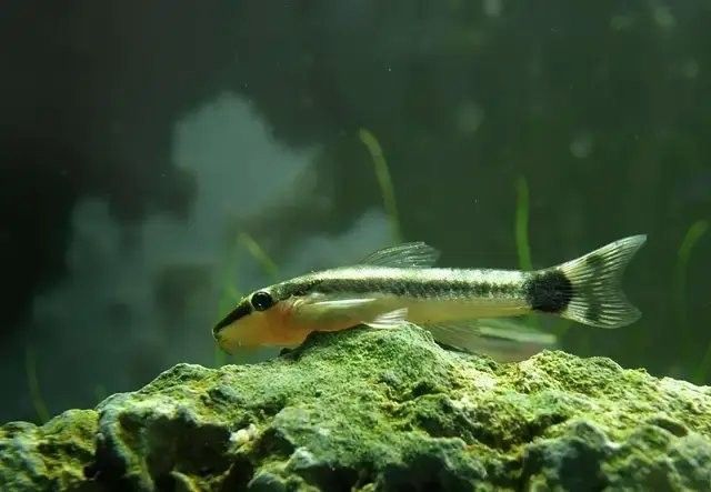 有哪些清潔魚會吸魚？：養(yǎng)魚小知識[需手動填充]清潔魚的習(xí)性時，我們了解到它們通常不會主動吸食其他魚類