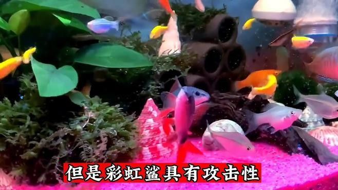 有哪些清潔魚會吸魚？：養(yǎng)魚小知識[需手動填充]清潔魚的習(xí)性時，我們了解到它們通常不會主動吸食其他魚類