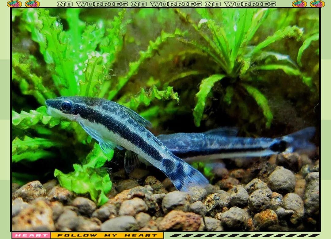 有哪些清潔魚會吸魚？：養(yǎng)魚小知識[需手動填充]清潔魚的習(xí)性時，我們了解到它們通常不會主動吸食其他魚類
