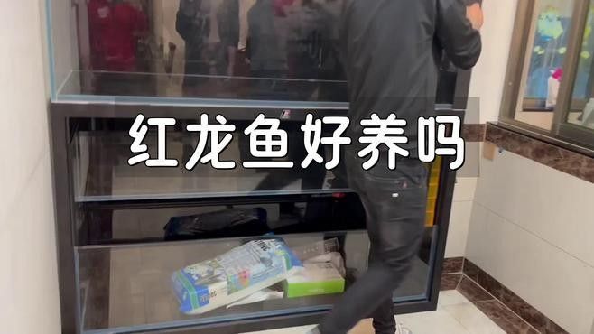藍底紅龍魚飼養注意事項：藍底紅龍魚的飼養技巧