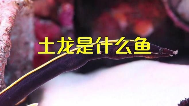如何區分海南土龍和其他鰻類：土龍和其他鰻魚有什么區別