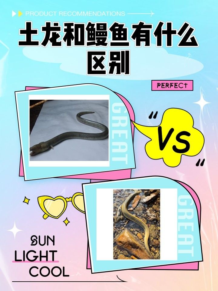 如何區分海南土龍和其他鰻類：土龍和其他鰻魚有什么區別