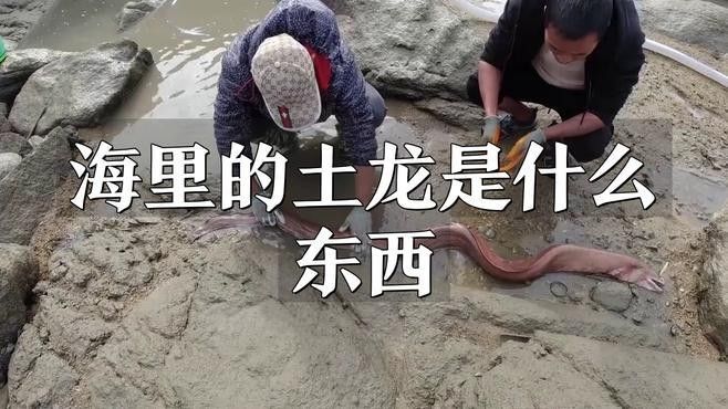 如何區分海南土龍和其他鰻類：土龍和其他鰻魚有什么區別