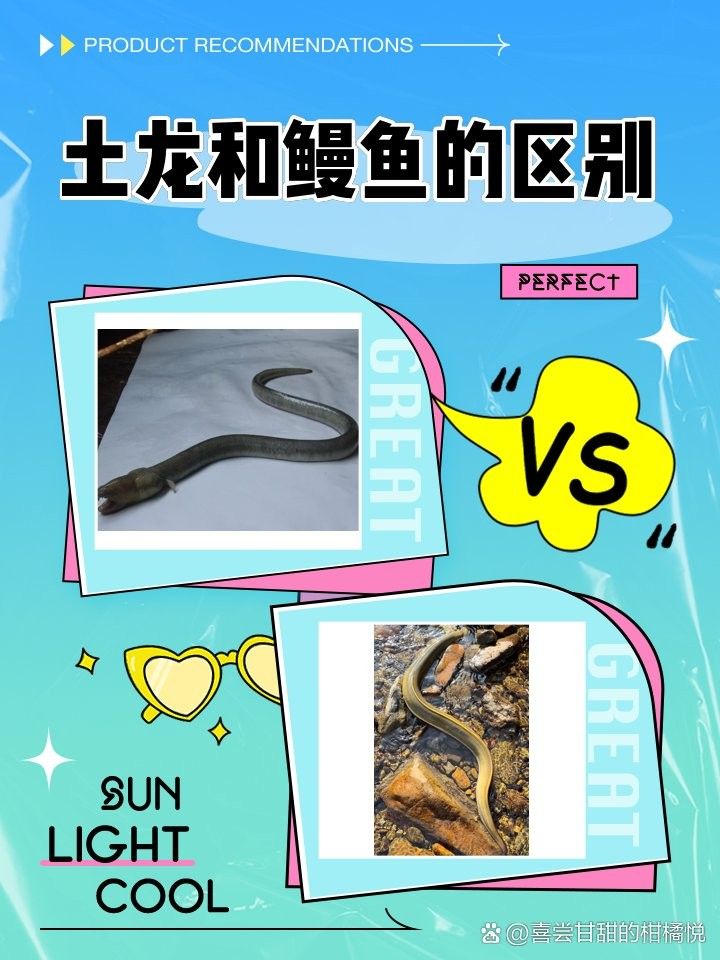 如何區分海南土龍和其他鰻類：土龍和其他鰻魚有什么區別