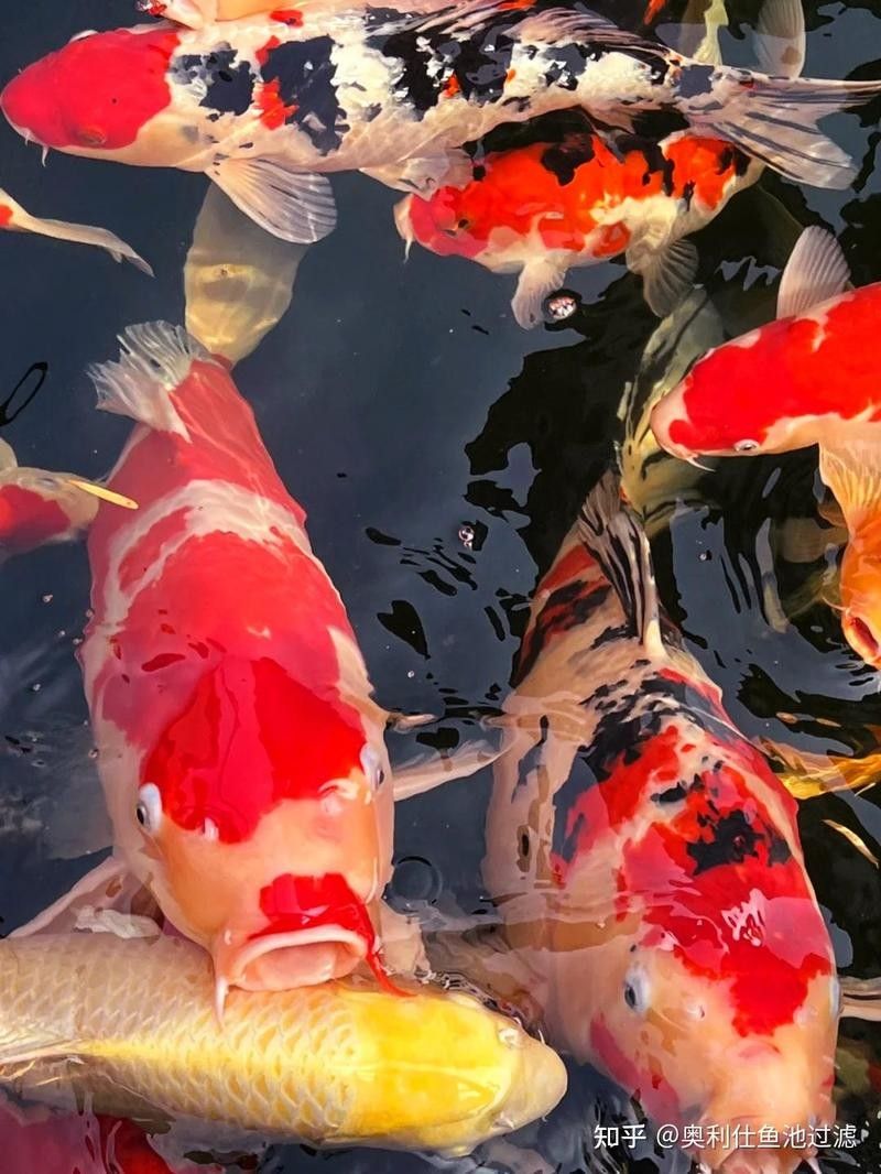 哪些因素會影響鱗片亮度？：水質對錦鯉體色有哪些影響水質對錦鯉體色有哪些影響