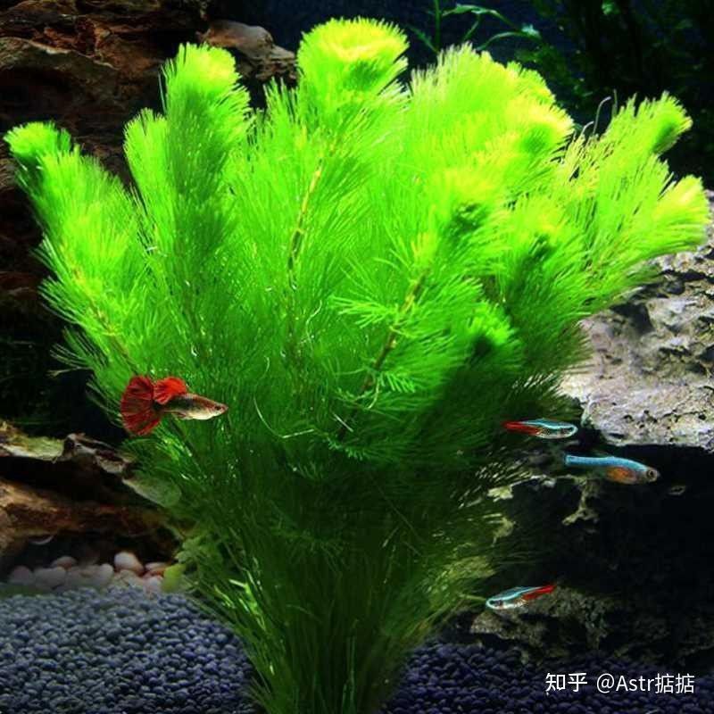 哪些因素會影響鱗片亮度？：水質對錦鯉體色有哪些影響水質對錦鯉體色有哪些影響