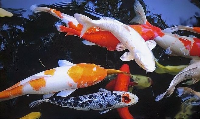 哪些因素會影響鱗片亮度？：水質對錦鯉體色有哪些影響水質對錦鯉體色有哪些影響