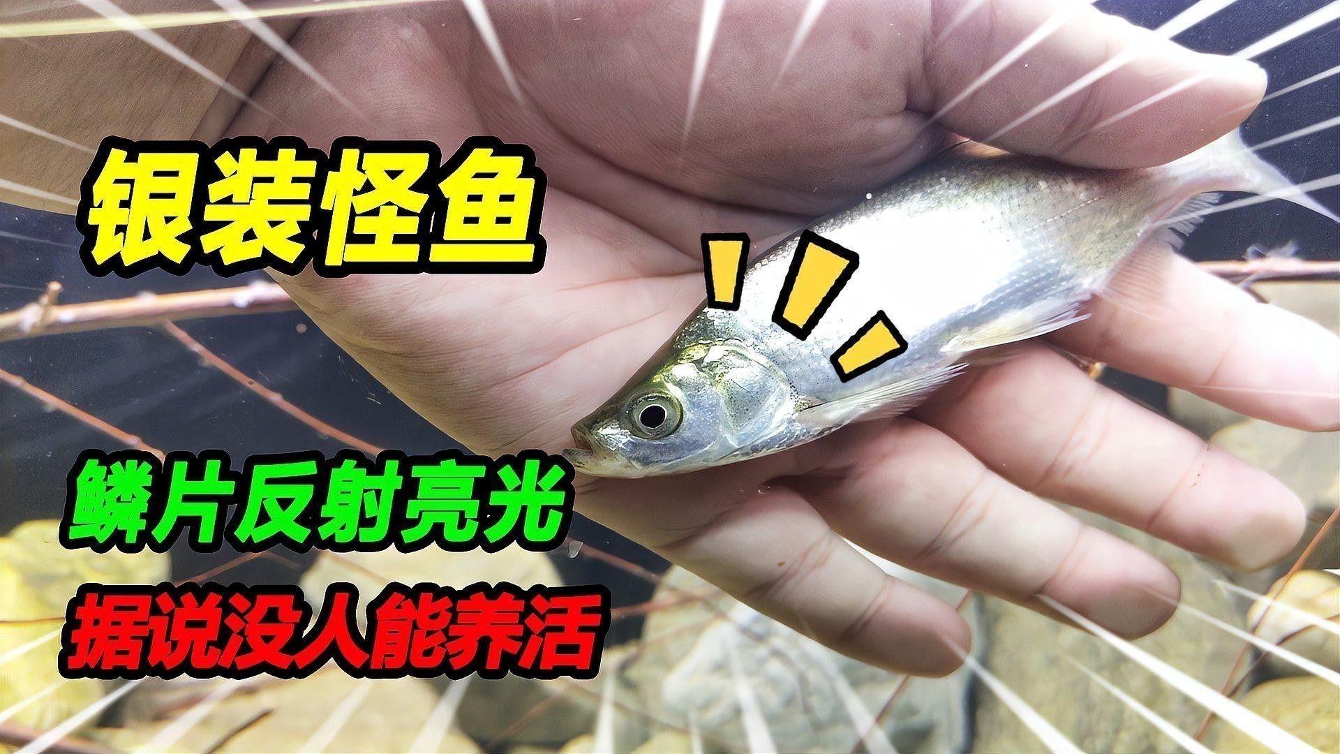 哪些因素會影響鱗片亮度？：水質對錦鯉體色有哪些影響水質對錦鯉體色有哪些影響