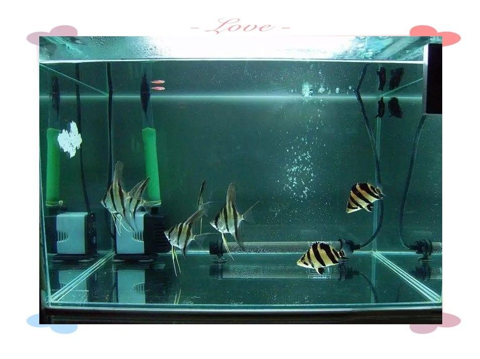 如何判斷虎魚是否適應混養環境？：如何判斷虎魚是否適應混養環境
