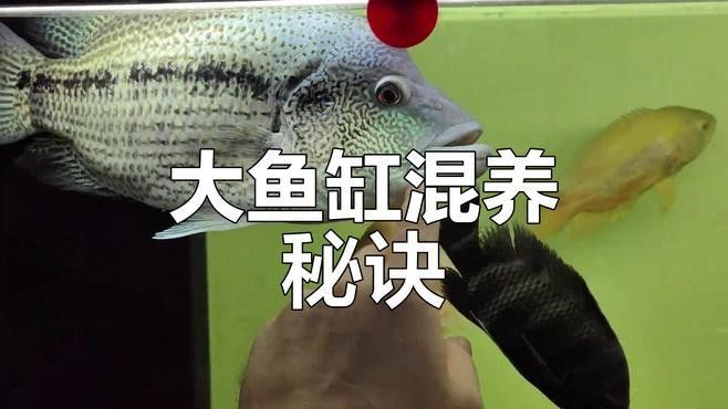混養魚需要多大的魚缸？：養魚，即同時飼養多種魚缸 混養魚需要多大的魚缸？：養魚，即同時飼養多種魚缸 龍魚百科 第1張