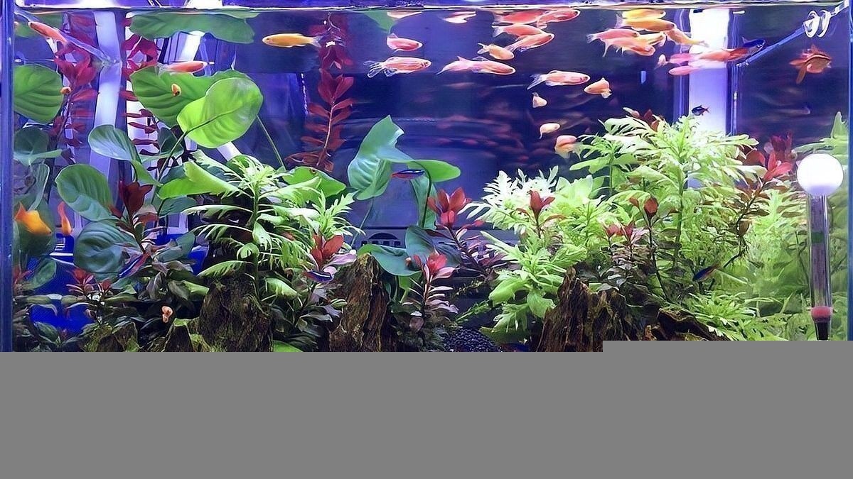 混養魚需要多大的魚缸？：養魚，即同時飼養多種魚缸 混養魚需要多大的魚缸？：養魚，即同時飼養多種魚缸 龍魚百科 第4張