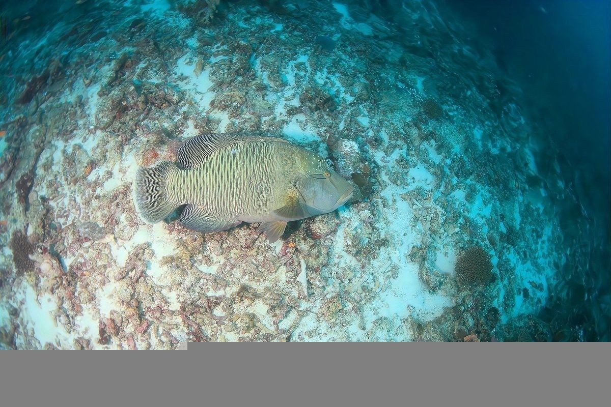 混養魚需要多大的魚缸？：養魚，即同時飼養多種魚缸 混養魚需要多大的魚缸？：養魚，即同時飼養多種魚缸 龍魚百科 第7張