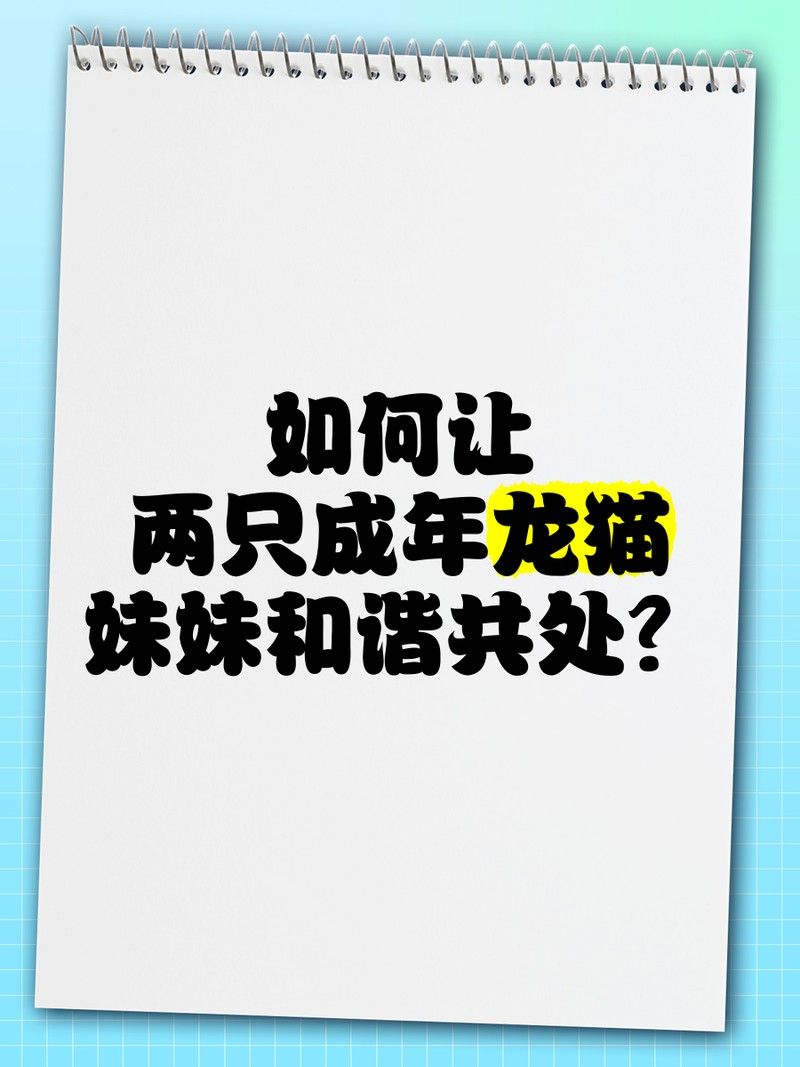 龍貓和貓打架時(shí)，如何安全地干預(yù)：貓和貓打架時(shí)，安全地干預(yù)需要謹(jǐn)慎和細(xì)致的方法