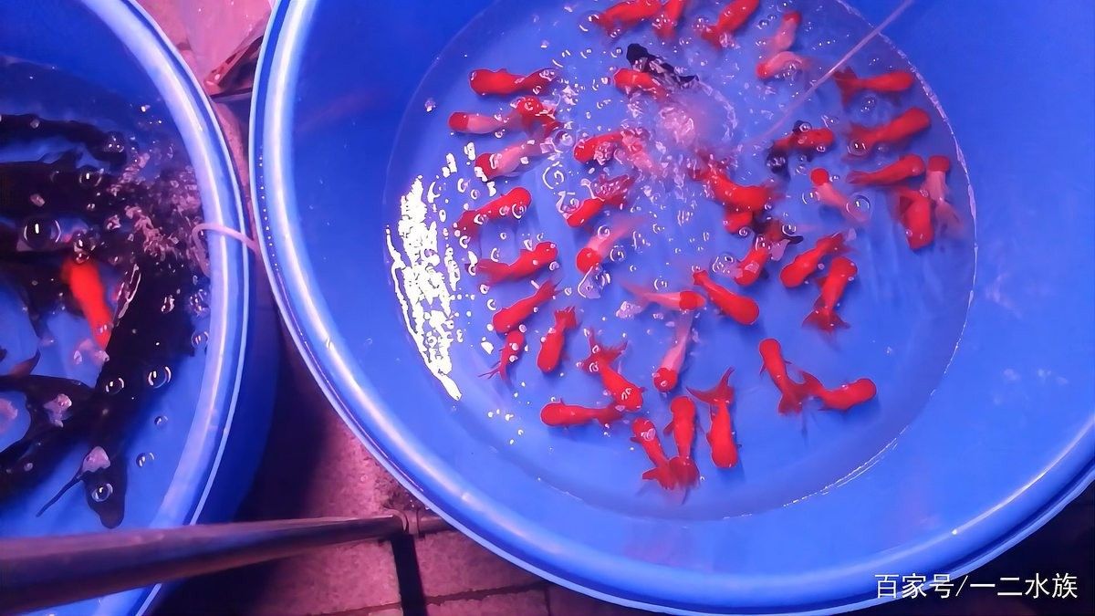北京龍魚批發基地哪個最大：北京最大的龍魚批發基地