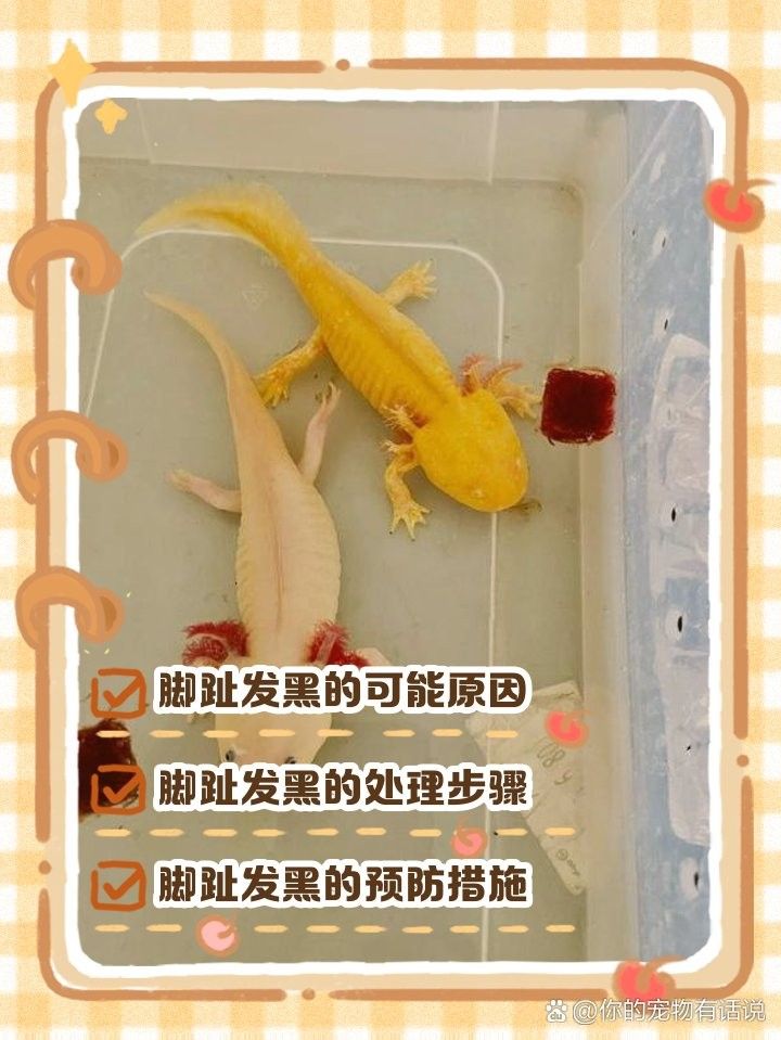如何預(yù)防六角龍魚腳上的白色絮物：六角恐龍魚身上有白色絮狀物怎么治