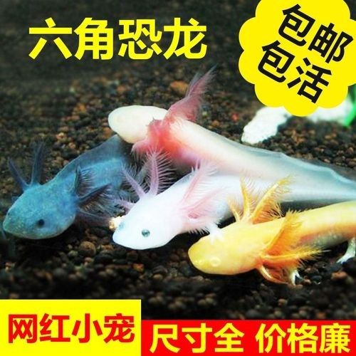 如何預(yù)防六角龍魚腳上的白色絮物：六角恐龍魚身上有白色絮狀物怎么治
