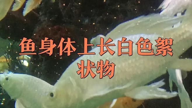 如何預(yù)防六角龍魚腳上的白色絮物：六角恐龍魚身上有白色絮狀物怎么治