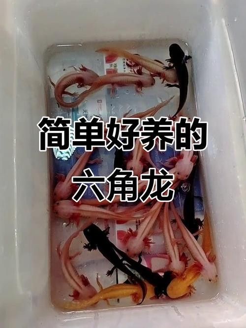 如何預(yù)防六角龍魚腳上的白色絮物：六角恐龍魚身上有白色絮狀物怎么治