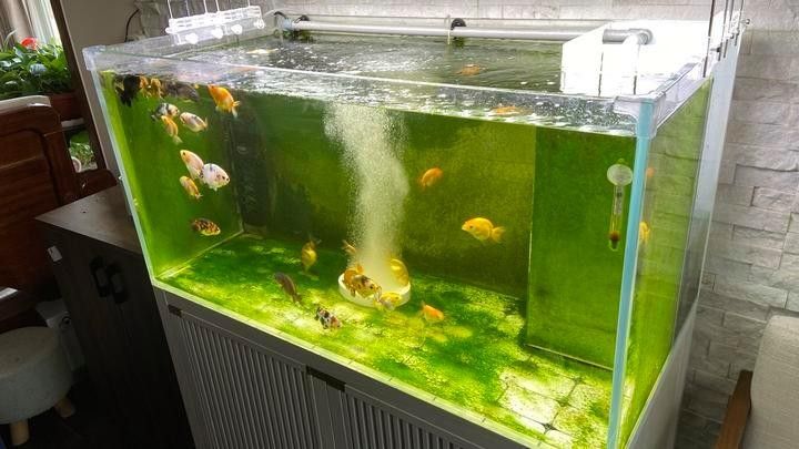 舊濾材如何移植到新缸？：養魚老道舊缸換新缸注意事項，舊濾材移植到新缸的步驟與注意事項
