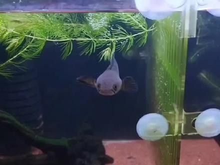 黑魔神雷龍魚發色需要多長時間：魔神雷龍魚發色時間