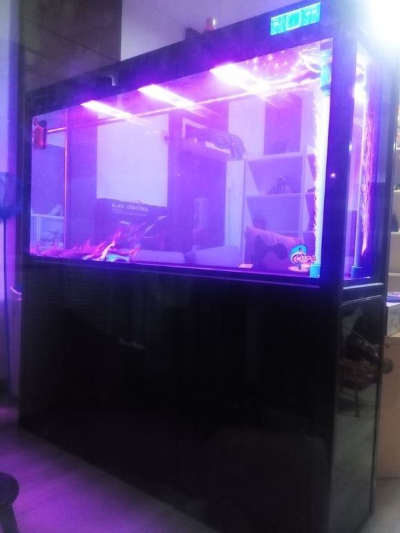 如何為混養(yǎng)龍魚和汗鯊設(shè)置領(lǐng)地？：養(yǎng)龍魚和汗鯊的領(lǐng)地設(shè)置