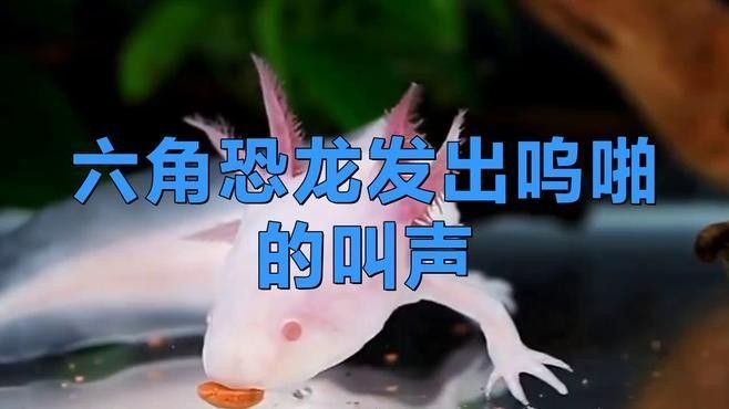 恐龍魚攻擊時有哪些聲音？：六角恐龍魚為什么會有“嗚帕魯帕”聲，六角恐龍魚的神秘叫聲
