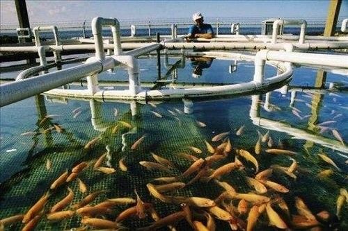 如何預防龍魚鱗爛復發？：如何預防龍魚鱗爛復發